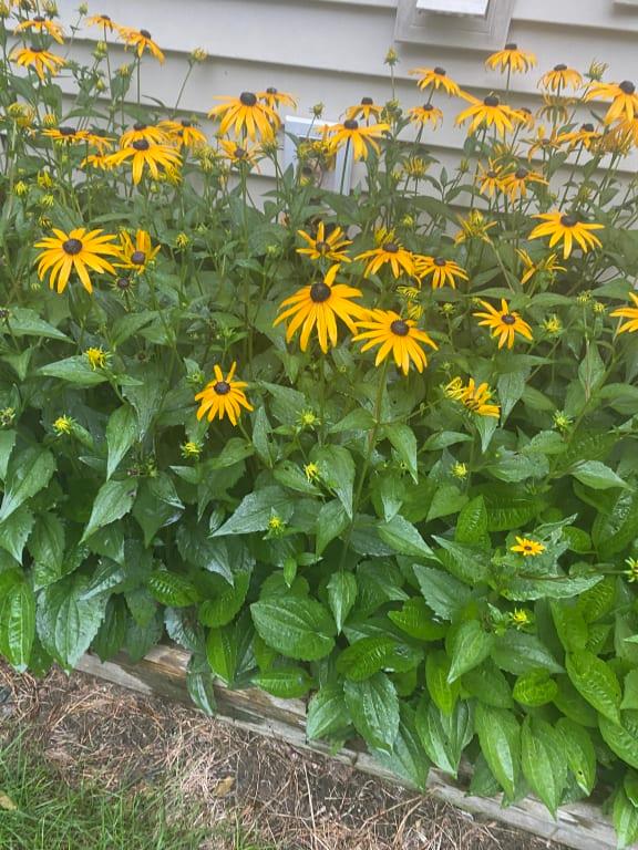 Some of My Black Eyed Susan's