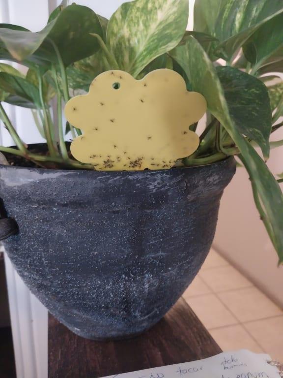 Still having problems with mosquitos