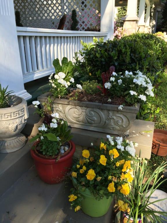 Container plants were being ravaged by insects.