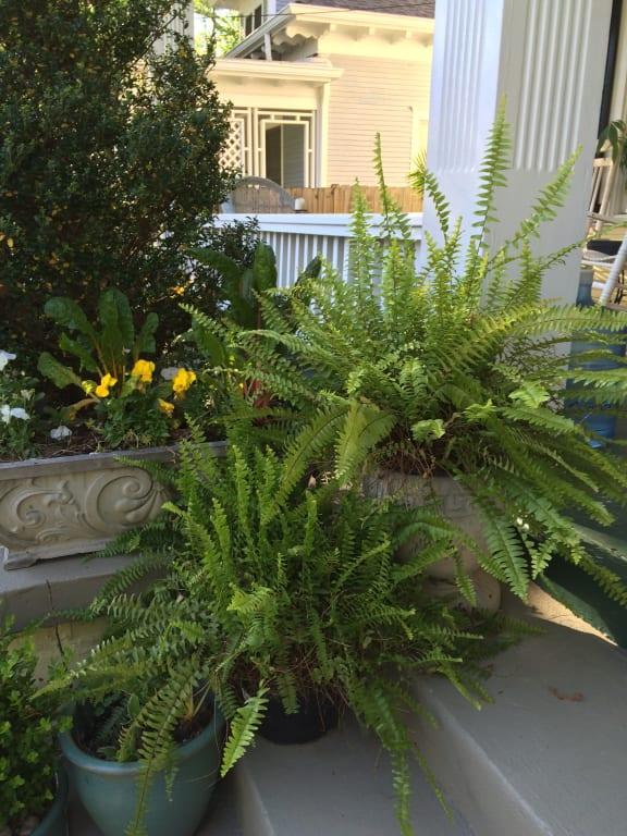 I used Sevin to keep my Ferns and Pansies free of munching insects.
