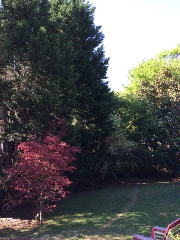 I used Sevin around my Japanese Maple