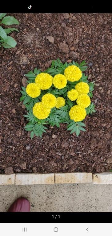 Marigolds look so fresh now!