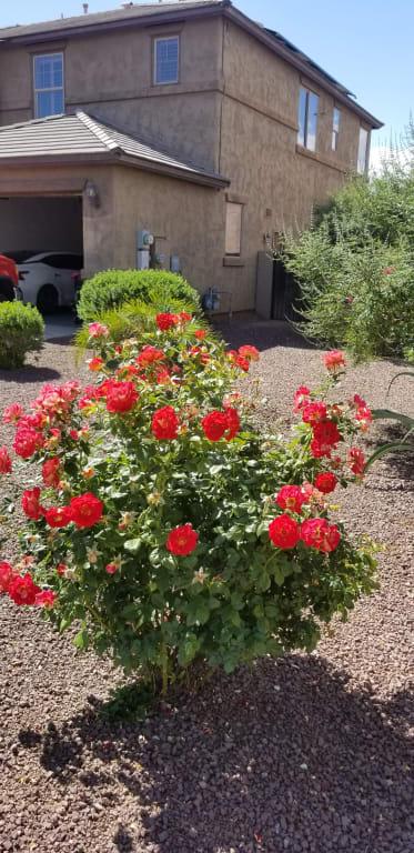 Rose Bush is gorgeous, thanks to this product