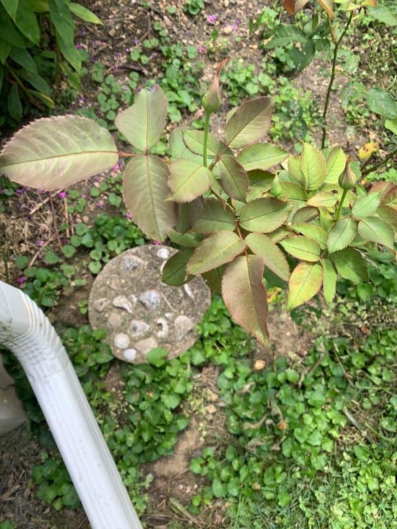 2 weeks After treatment