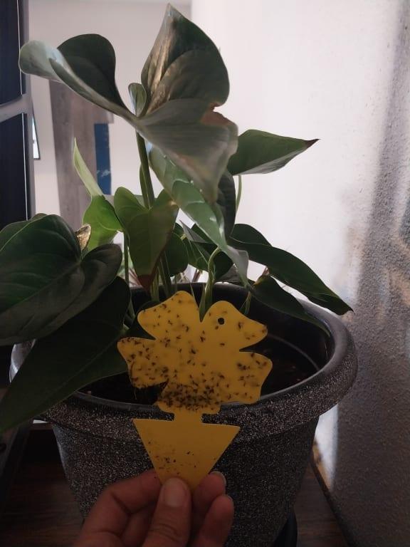 Still having problems with mosquitos