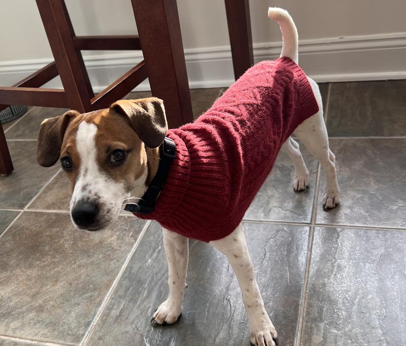 A sales dog sweater