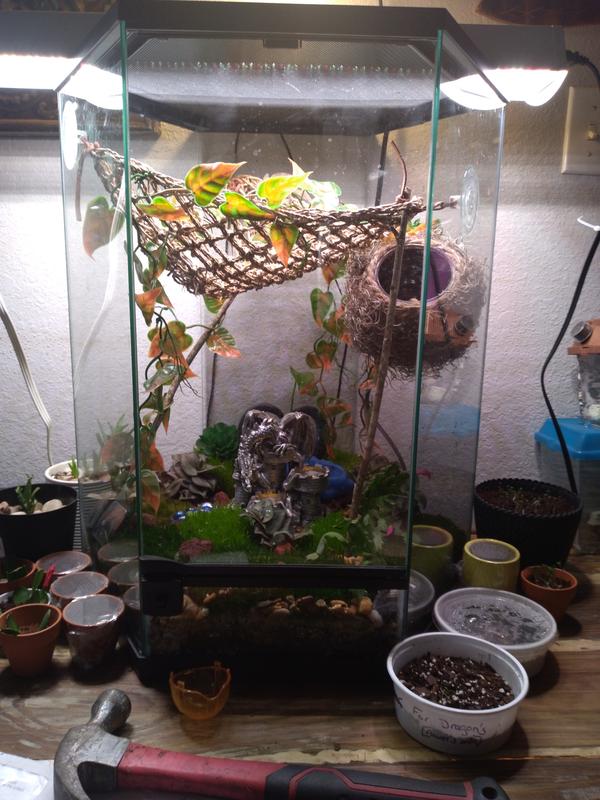 My veiled chameleon tank