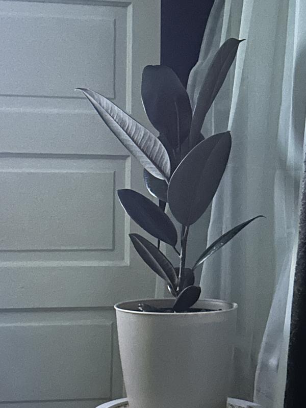 I don’t have pics of the coleus but these are a few plants I have under my seeds and greens bulb