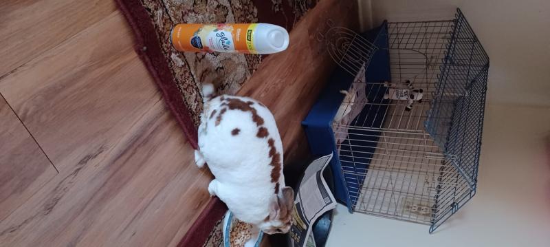 The bad smell of my rabbit's urine is strong