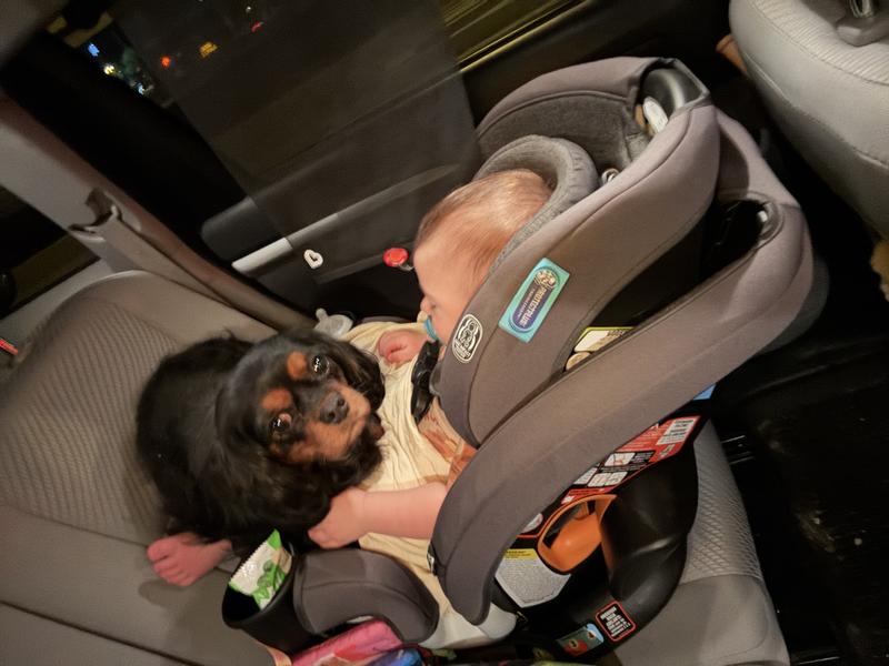 Easy to put together and dog nanny approved