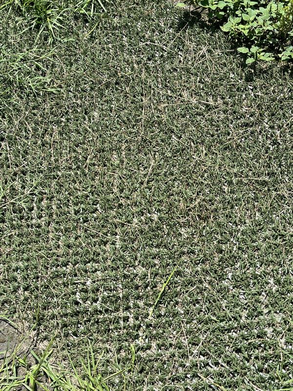 DURAGRASS Hybrid Turf Patch 2-ft-ft x 1.5-ft Artificial Grass 10377007 ...