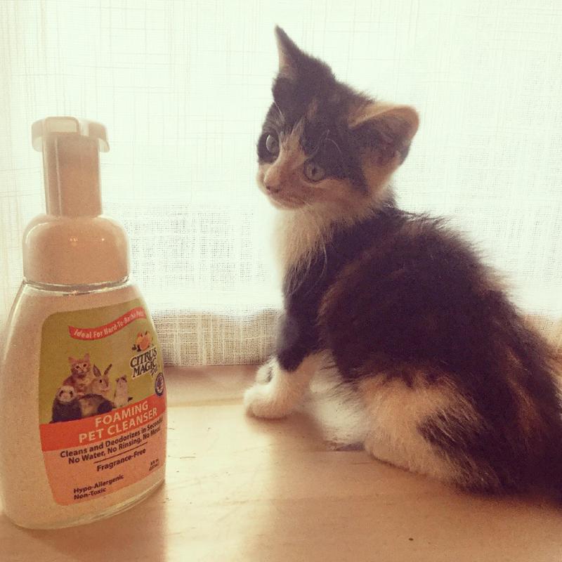 Citrus magic pet all store natural foaming pet cleanser