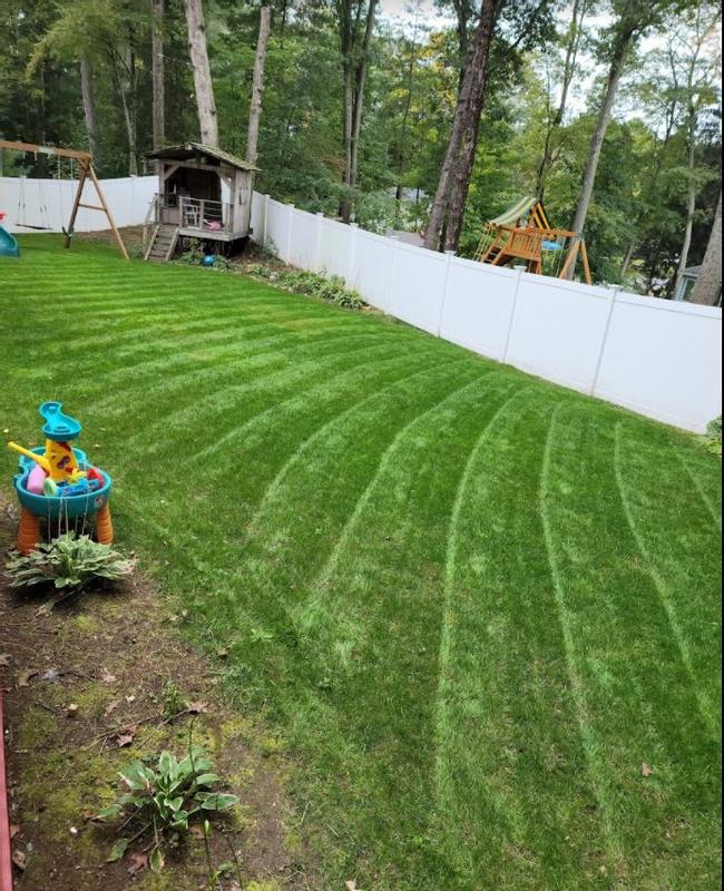 Backyard about 3 weeks after fall formula was applied
