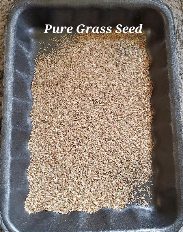 Pure Grass Seed