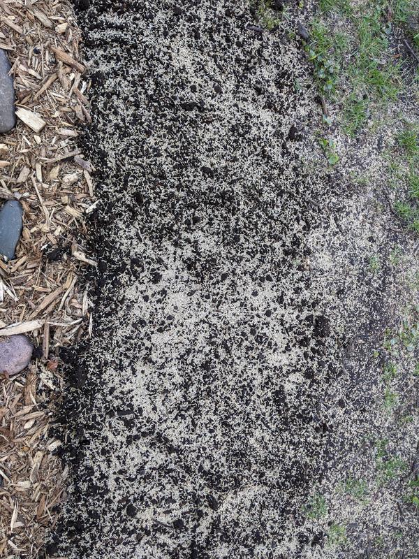 Close up of seeded area