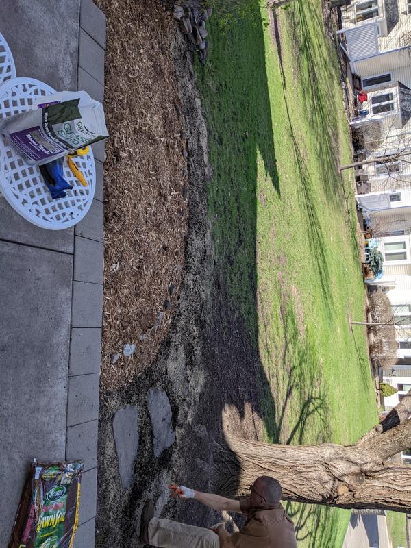 Grass seed area on outer edge of curved mulched garden.