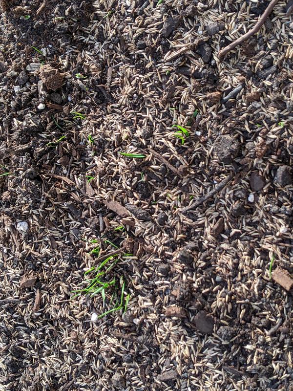 Close up of seeded area