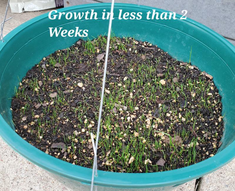 Growth in less than 2 Weeks