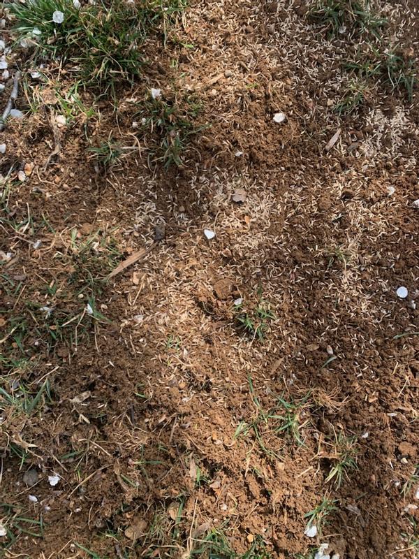 1st day of reseeding.