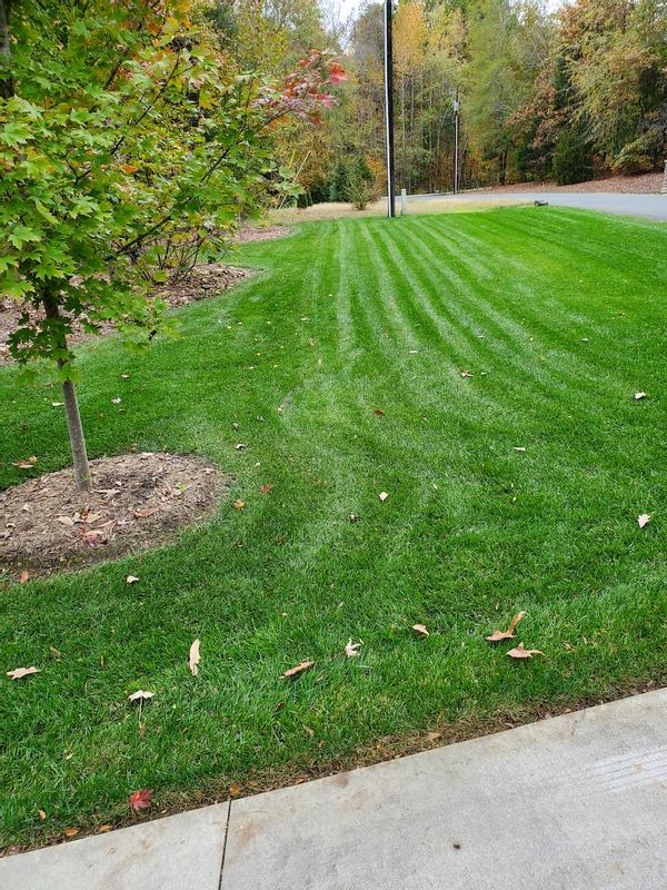 Front yard - 2 weeks after