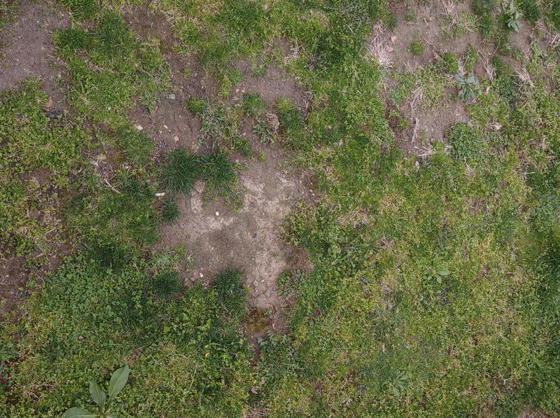 Other area that has some new growth- might need to apply in some more areas, I’ll check it in several weeks to see how it is coming a long