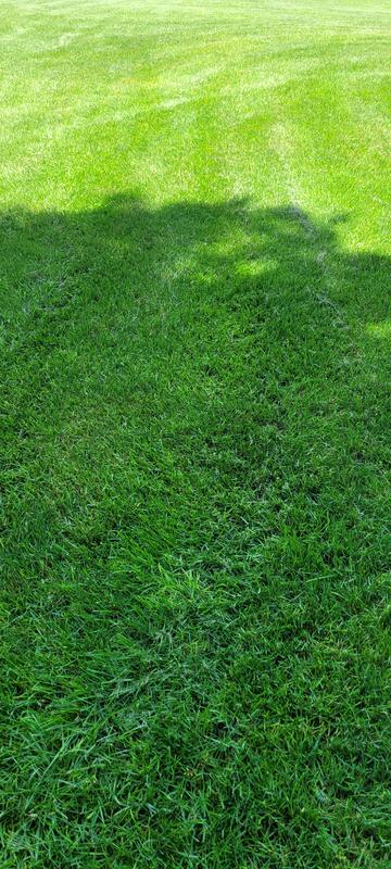 My new lawn!