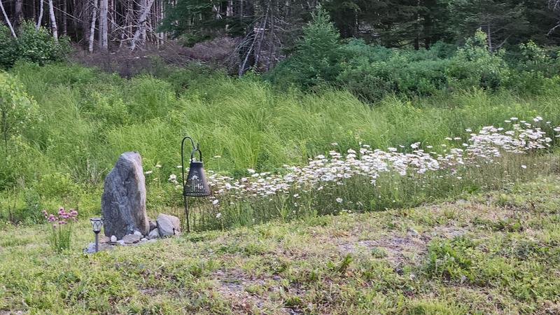 Some of my acre property