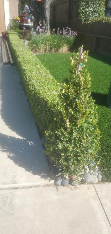 Hedge art made easy.