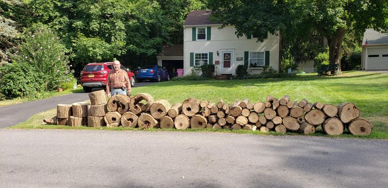 80V saw made quick work of this tree