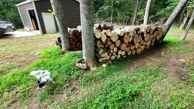 fresh cuts from  dogwoods