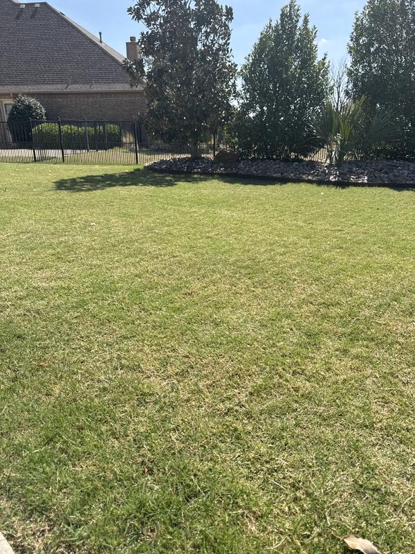 Bermuda grass greening up in March. Mows super straight line.