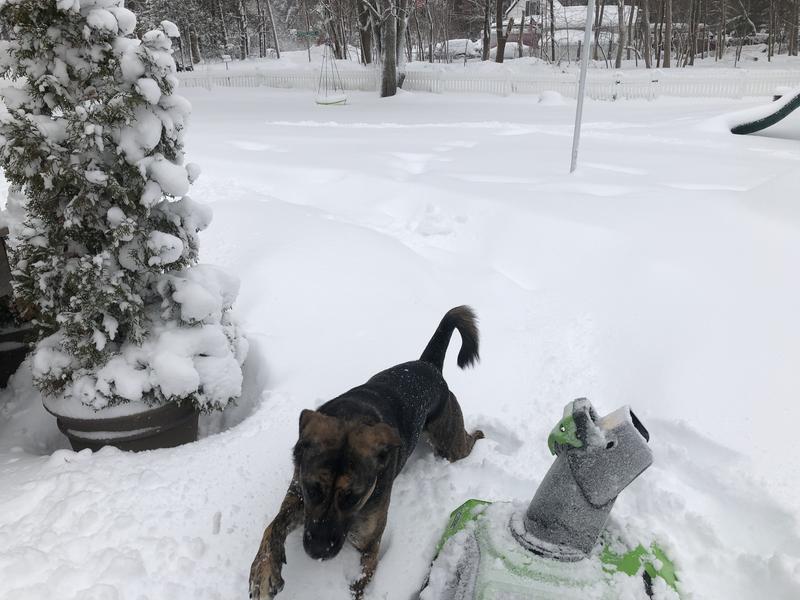 Unfortunately I only have this one photo of my dog jumping bye my side.