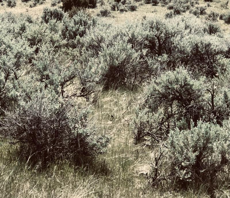 Well, it “felt” like this before mowing!!