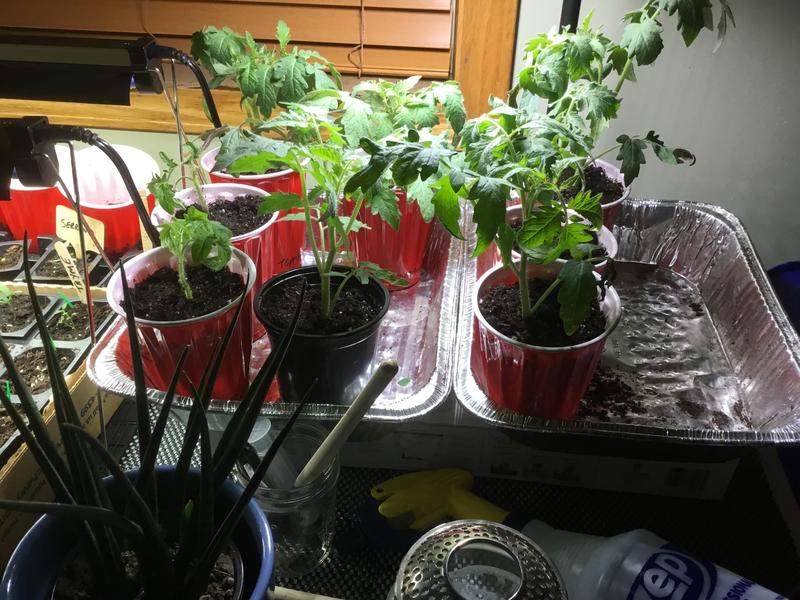 Reviews for Ferry-Morse Grow Light Seed Starter Kit | Pg 3 - The