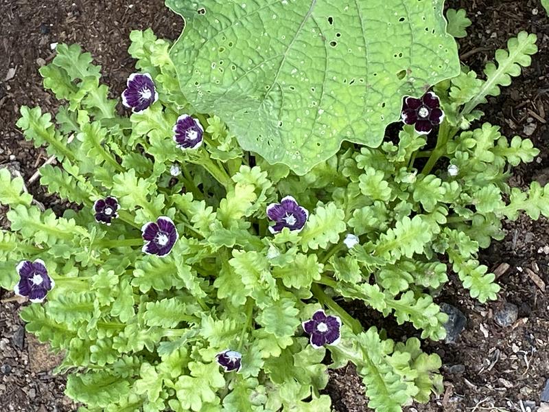 Nemophila Seeds Penny Black Mckenzie Seeds