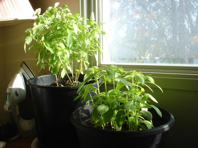 My lemon basil in October.