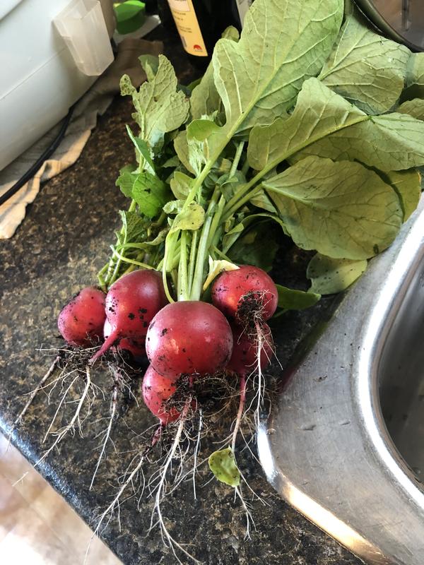 Photo - commentaire 1.