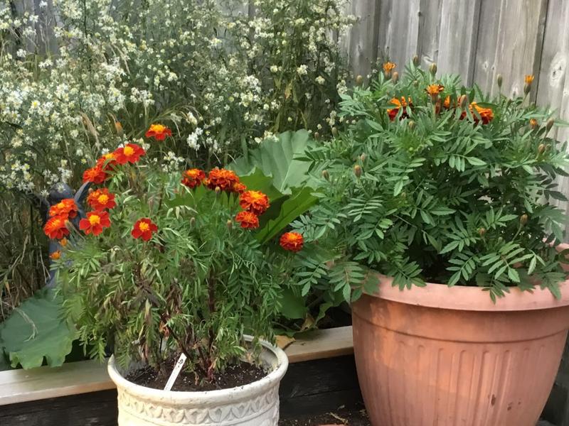 Photo - commentaire&nbsp;1.