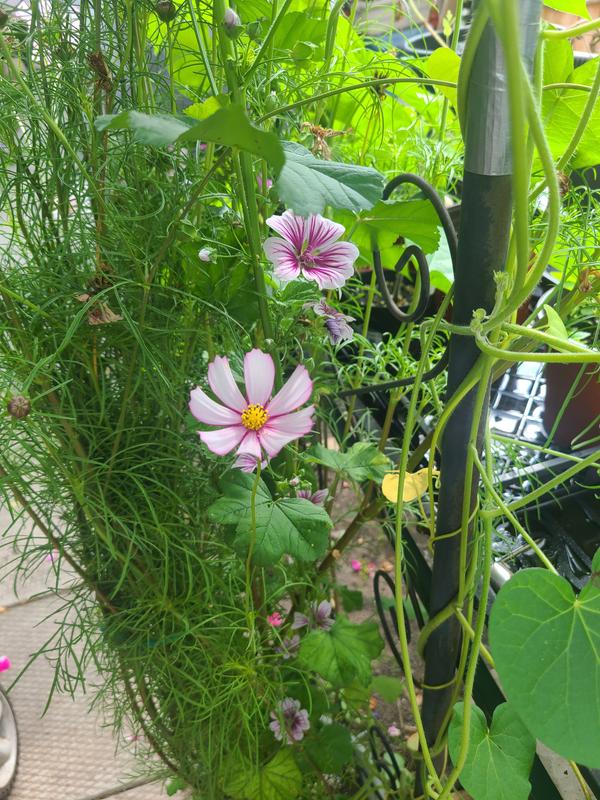 Photo - commentaire 1.