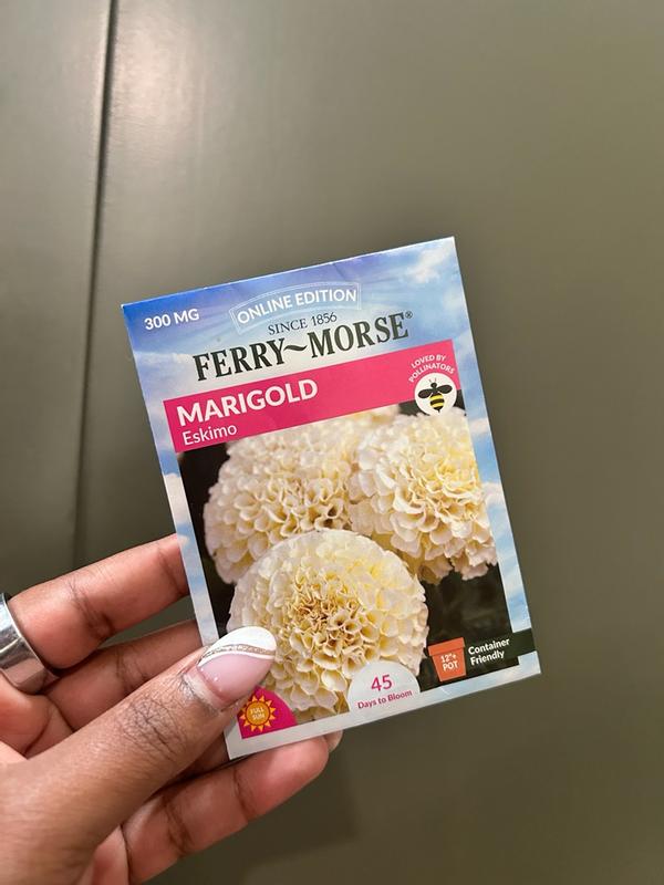 marigoldsさん専用２　1000 Ferry-Morse Marigold Seeds 300 Milligram(s) in the Flower