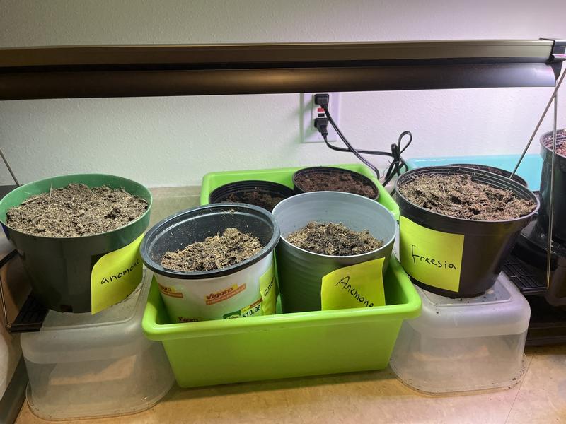 Reviews for Ferry-Morse Grow Light Seed Starter Kit | Pg 1 - The