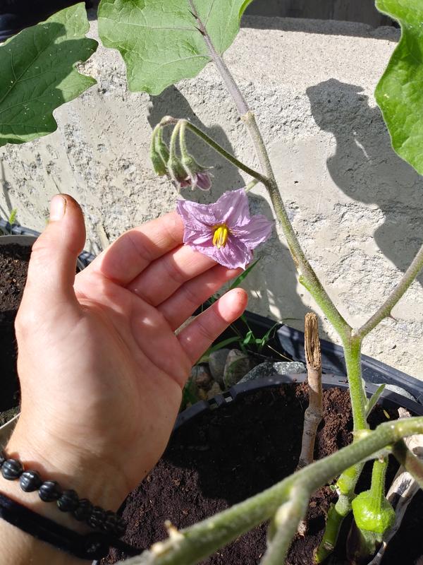 I love eggplant blooms!