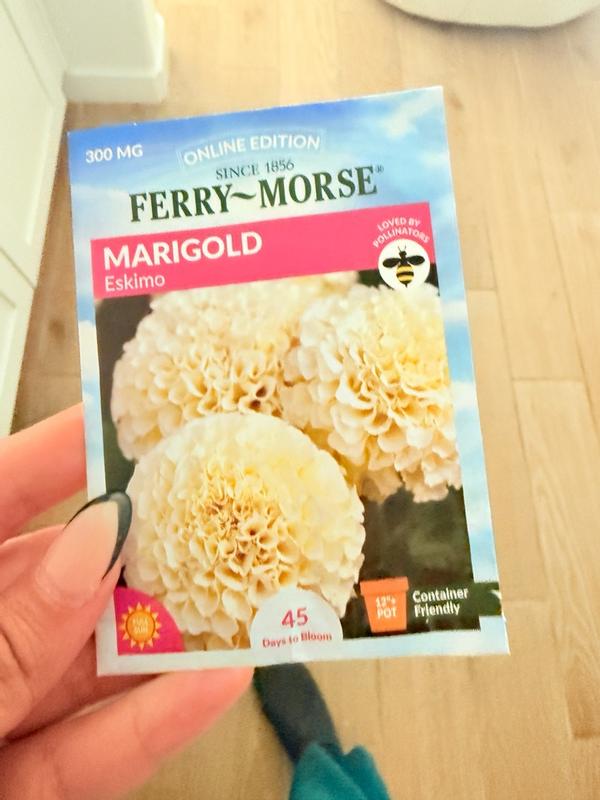 marigoldsさん専用２　1000 Ferry-Morse Marigold Seeds 300 Milligram(s) in the Flower