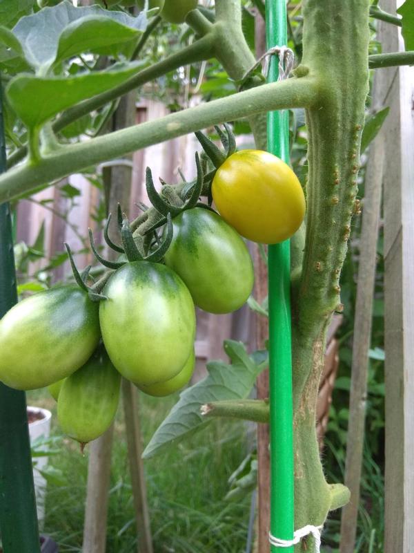 Photo - commentaire 6.