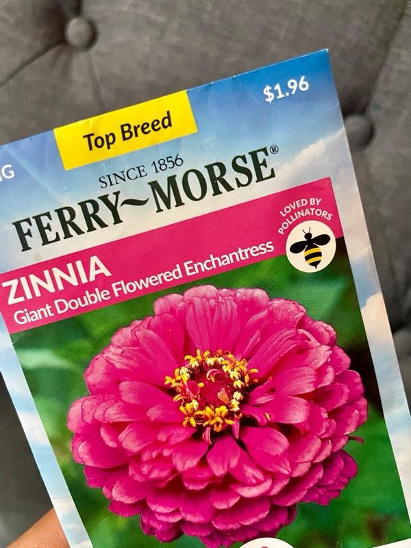 Ferry-Morse Zinnia Giant Double Flowered Enchantress Flower Seeds