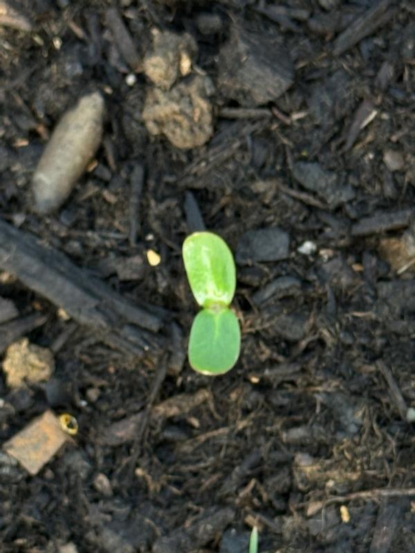 Ferry-Morse Sunflower Seeds 5.3 Gram(s) in the Flower Seeds