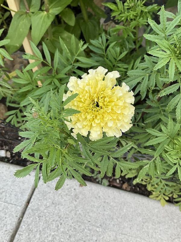 Ferry-Morse Marigold Seeds 300 Milligram(s) in the Flower Seeds