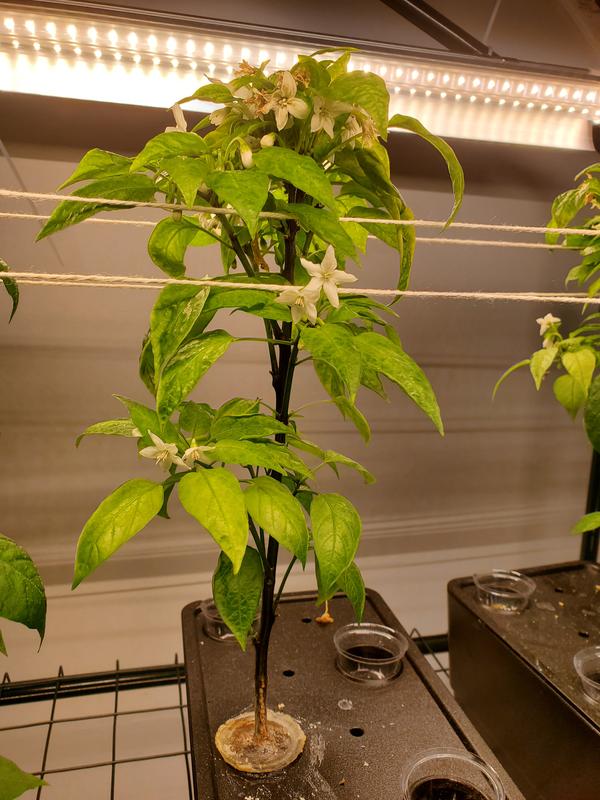 Photo - commentaire&nbsp;5.