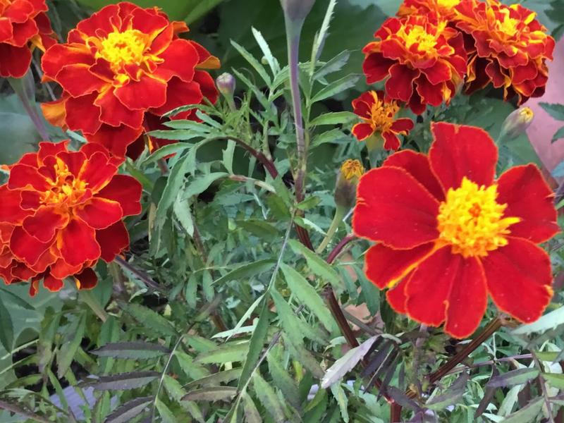 I have more but on a different camera I plant them in all kinds of pots this is just a sample.