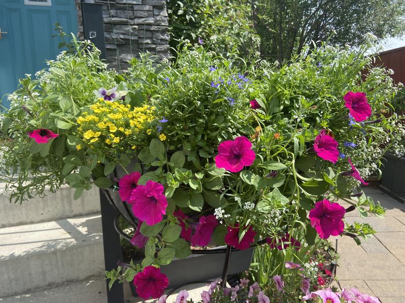 A great addition to any basket or planter